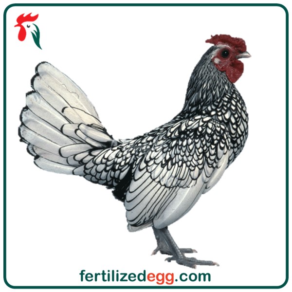 تخم نطفه دار مرغ سبرایت 